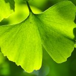 Ginkgo biloba